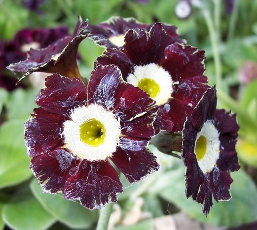 Primula auricula rhubarb - primula,