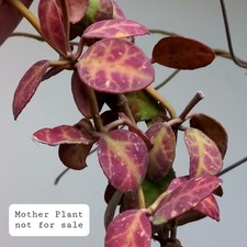 RARE! Hoya Waymaniae 'Red
