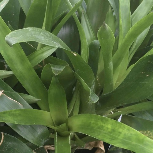 Bromeliad - , (vriesea
