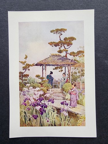 Antique 1908 print an - an, iris