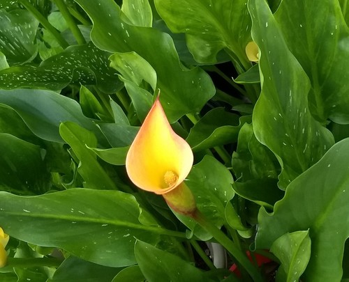 Calla lily - calla,