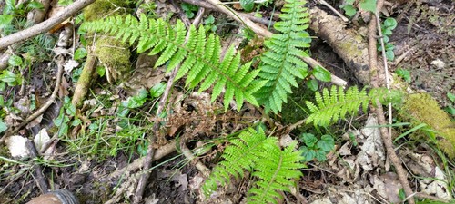 Woodland fern plants - ,