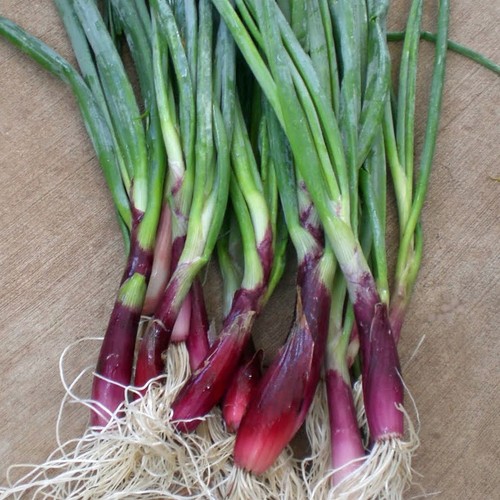 Herb welsh onion red - welsh, 600