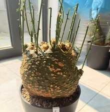Dia 19.5cm Rare Plant Adenia