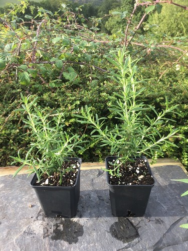 Rosemary plant 9cm pot herb - plant,