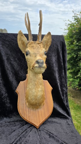 Taxidermy roe deer head good - deer, head.