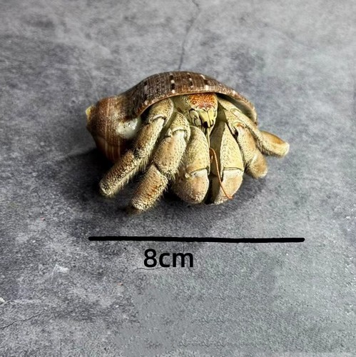 Taxidermy land hermit crab - hermit,