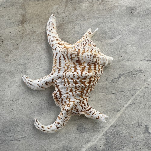 Chiragra spider conch - chiragra, sea