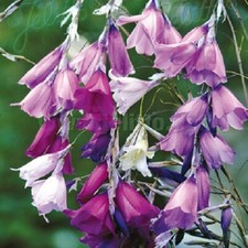 Dierama pulcherrimum 'Slieve Donard Hybrids' / Angel's Fishing Rod / 10 Seeds