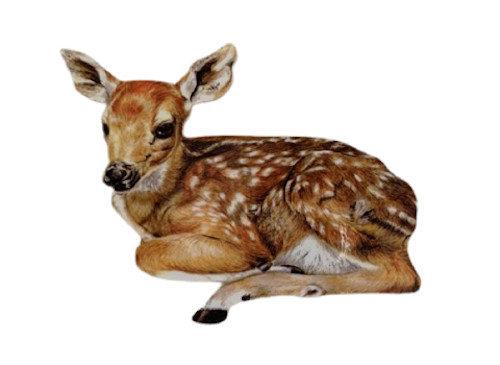 Fawn plaque fawns - fawns,