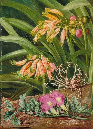 Marianne north clivia grapnel - marianne,