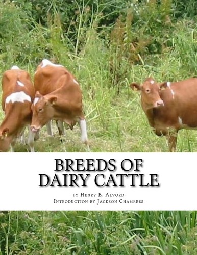 Breeds dairy cattle - of,