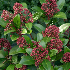 1 X SKIMMIA JAPONICA 'RUBELLA'