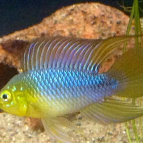 Apistogramma borellii pantanal - apistogramma,