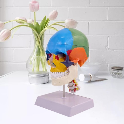 Anatomy human skull brain - human,