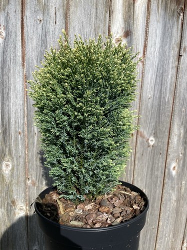 Lawson cypress snow white - cypress, white'