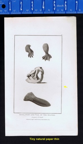 Skull feet tail of the - skull,,