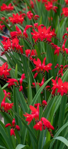 Red crocosmia lucifer - red, 12