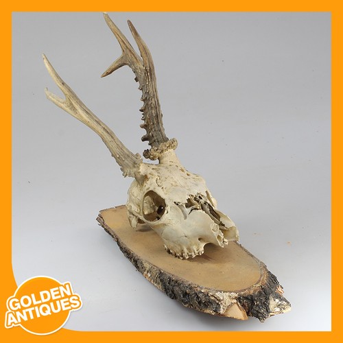 Roe deer antlers horns - deer,