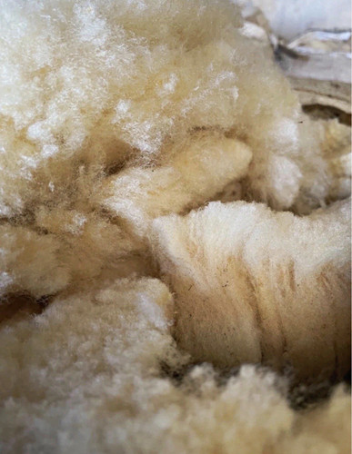 White raw sheeps wool fleece - raw,