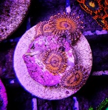 5 Polyp Darth Maul Zoa Frag -