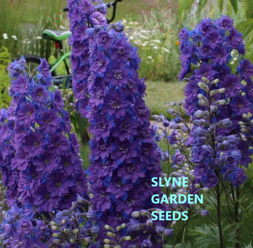 Larkspur limelight dark blue - larkspur,