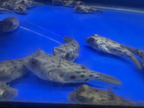 Live tropical fish - live, fish~hybird