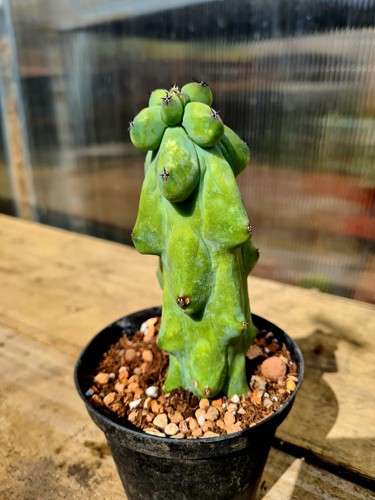Myrtillocactus geometrizans - myrtillocactus,
