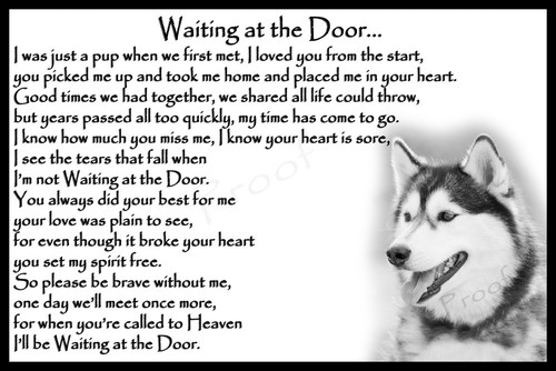 Siberian husky pet - husky,