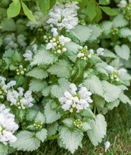 Lamium maculatum 'White Nancy'