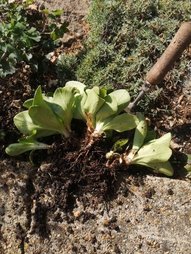 Bare rooted auricula - bare,