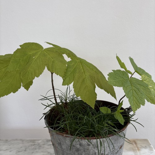Two sycamore tree saplings - sycamore,