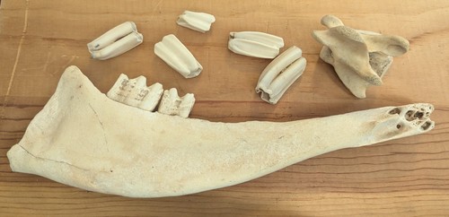 California beach find - beach,