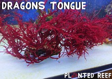 Dragons Tongue | Macro Algae | Refugium | Chaeto