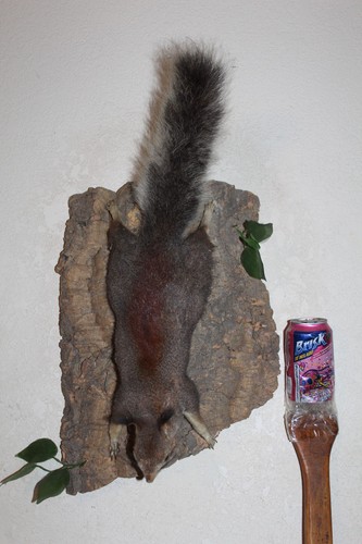 Taxidermy squirrel chipmunk - taxidermy,