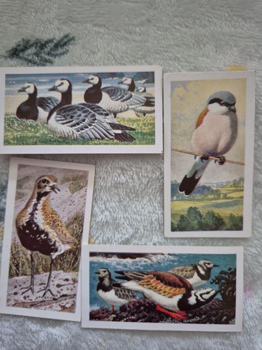 Brooke bond wild birds - wild,