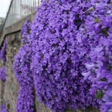 Campanula ‘Mrs Resholt’ x9