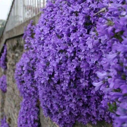 Campanula mrs resholt x9 - campanula, ‘mrs