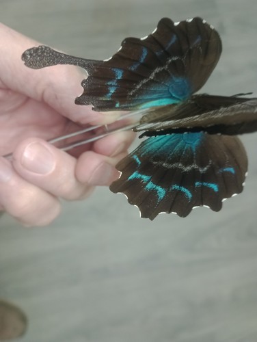 Papilio ulysses female - female, a2
