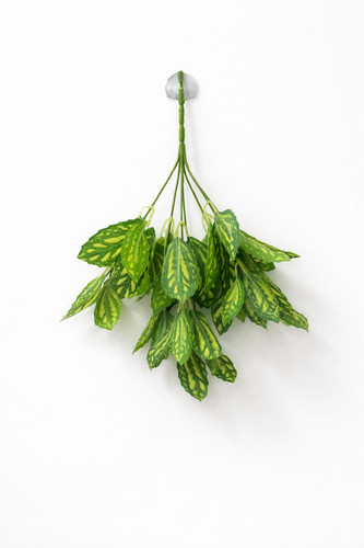 Reptile hanging plant - 13”,
