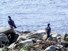 Photo 6x4 Wood Pigeons at the