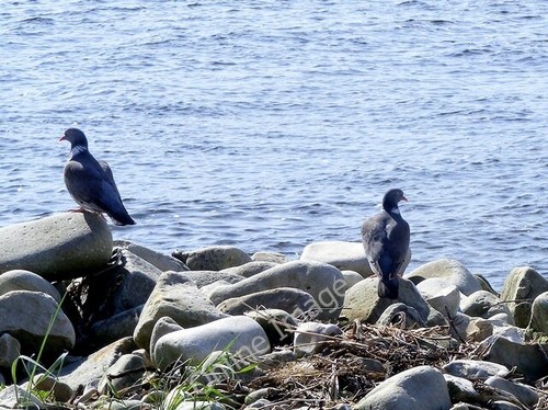 Photo 6x4 wood pigeons - 6x4, the