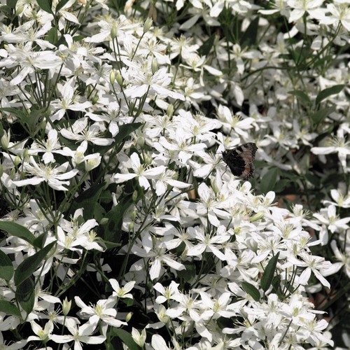Clematis armandii old - armandii,