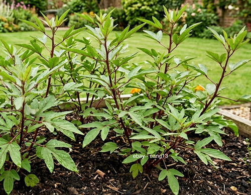 250x gongura sorrel roselle - gongura,,