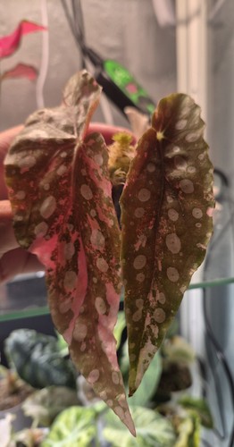 Begonia maculata highly - maculata,