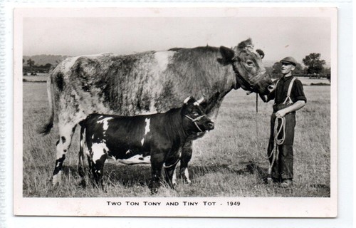 Two ton tony and tiny - ton,