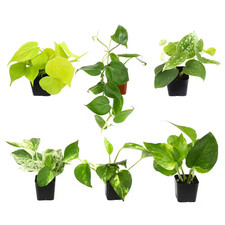 2 In. Plentiful Pothos and