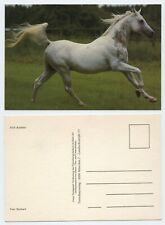 119002 - Asil Arab - Horse -