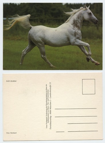 119002 asil arab horse - -,