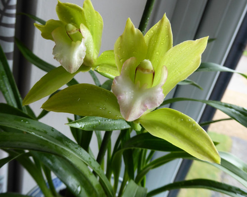 Cymbidium orchid tiger tall - cymbidium, "